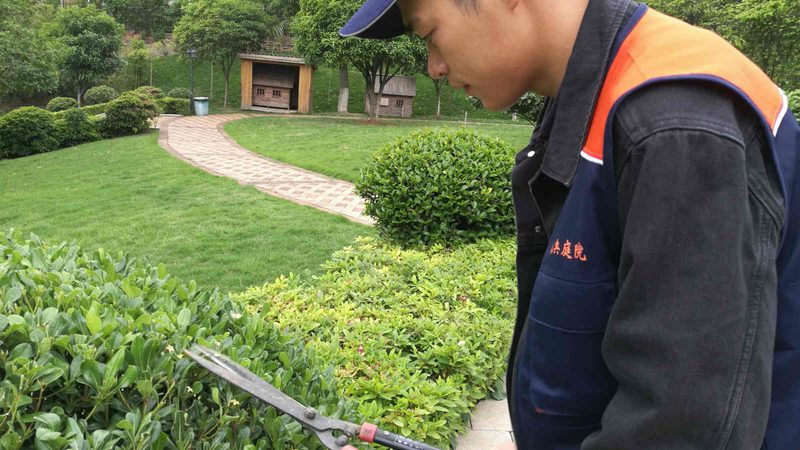 绿植租赁与购买：如何选择最适合您的方案