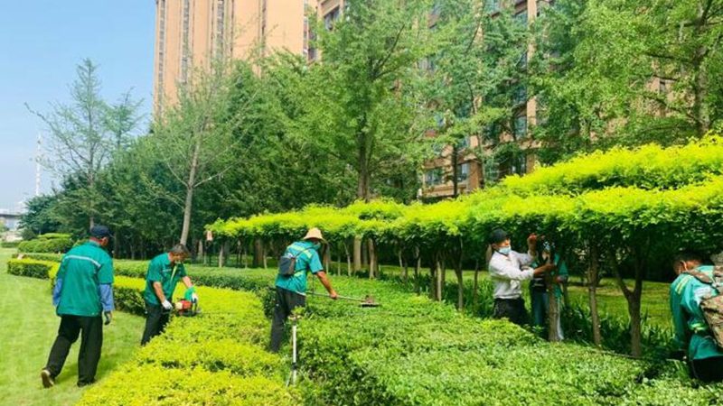 日式庭院苔藓植物的养护之道**